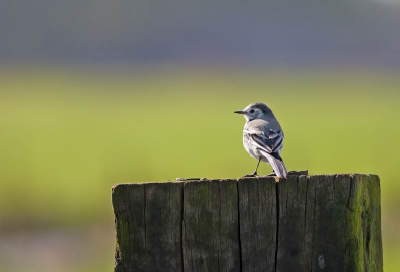 Lastige vogel om echt leuke fotos van te maken, met deze was ik wel content.. Ik heb de foto een klein beetje bijgesneden..