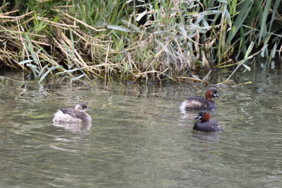 Een rustige dag genieten van de natuur rond de lepelaarsplassen en al wat voor de lens komt.