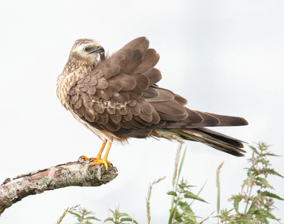 <i class='fa fa-user'></i> Jan P |   Grauwe Kiekendief  <i class='fa fa-eye'> 312</i>  <i class='fa fa-thumbs-up'> 11</i>   <i class='fa fa-comment-o'> 9</i>