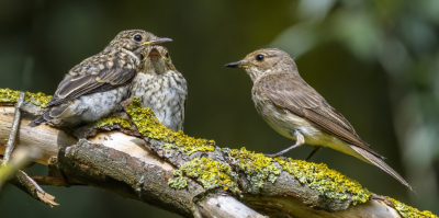 <i class='fa fa-user'></i> gerti63 |   Grauwe Vliegenvanger  <i class='fa fa-eye'> 226</i>   <i class='fa fa-comment-o'> 2</i>