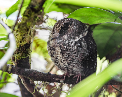 <i class='fa fa-user'></i> Arie G |   Bergdwergnachtzwaluw  <i class='fa fa-eye'> 191</i>  <i class='fa fa-thumbs-up'> 4</i>   <i class='fa fa-comment-o'> 7</i>