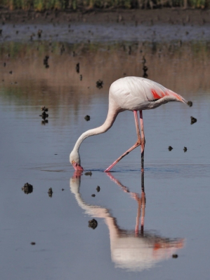 Flamingo's lieten zich regelmatig zien in de lagune, zoals deze wadend door de zwarte modder in het namiddagzonnetje. Hoewel hij zich kennelijk niet helemaal schoon had kunnen houden levert de vogel een mooi contrast tussen de donkere achtergrond.