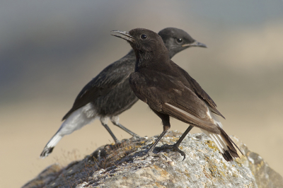 <i class='fa fa-user'></i> Luc Meert |   Zwarte Tapuit  <i class='fa fa-eye'> 273</i>  <i class='fa fa-thumbs-up'> 12</i>   <i class='fa fa-comment-o'> 7</i>