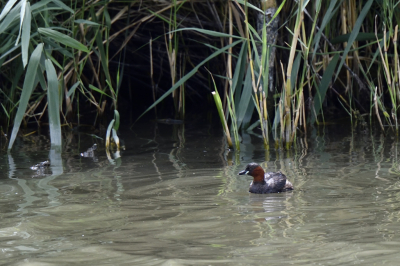 Een rustige dag genieten van de natuur rond de lepelaarsplassen en al wat voor de lens komt. Klein maar bijzondere vogels.