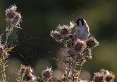 <i class='fa fa-user'></i> loek van de Leur |   Putter  <i class='fa fa-eye'> 289</i>   <i class='fa fa-comment-o'> 1</i>