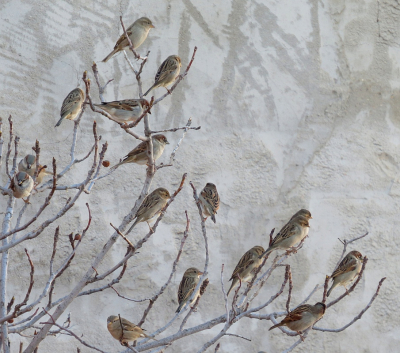 <i class='fa fa-user'></i> sieb |   Huismus  <i class='fa fa-eye'> 474</i>  <i class='fa fa-thumbs-up'> 22</i>   <i class='fa fa-comment-o'> 22</i>