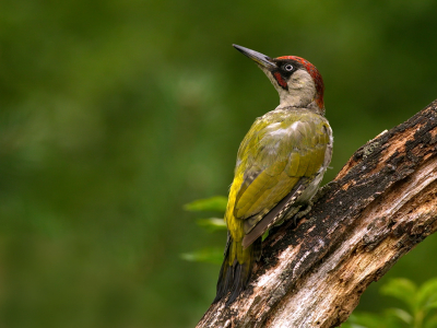 <i class='fa fa-user'></i> Boudewijn Schreiner |   Groene Specht  <i class='fa fa-eye'> 366</i>  <i class='fa fa-thumbs-up'> 21</i>   <i class='fa fa-comment-o'> 20</i>
