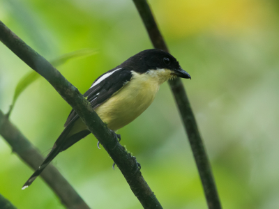 <i class='fa fa-user'></i> Paul van Giersbergen |   Newtons Klauwier  <i class='fa fa-eye'> 122</i>  <i class='fa fa-thumbs-up'> 1</i>   <i class='fa fa-comment-o'> 1</i>