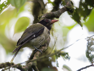 <i class='fa fa-user'></i> Paul van Giersbergen |   So-Tomwielewaal  <i class='fa fa-eye'> 119</i>   <i class='fa fa-comment-o'> 1</i>