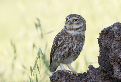 <i class='fa fa-user'></i> charlysax |   Steenuil  <i class='fa fa-eye'> 308</i>  <i class='fa fa-thumbs-up'> 19</i>   <i class='fa fa-comment-o'> 13</i>