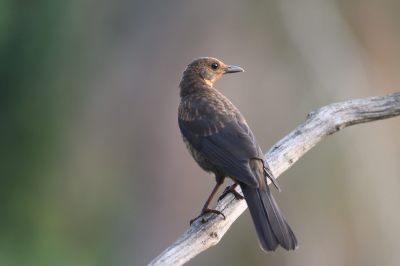 Deze merel (vrouwtje) kwam even zitten, blijft een fotogenieke vogel onder mooie omstandigheden. Het mannetje is helemaal zwart, vrouwtje bruinachtig.