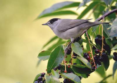 <i class='fa fa-user'></i> Ido |   Zwartkop  <i class='fa fa-eye'> 223</i>  <i class='fa fa-thumbs-up'> 1</i>   <i class='fa fa-comment-o'> 6</i>