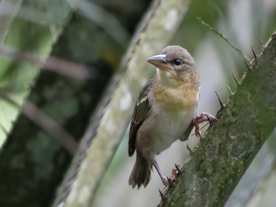<i class='fa fa-user'></i> Paul van Giersbergen |   Reuzenwever  <i class='fa fa-eye'> 148</i>   <i class='fa fa-comment-o'> 1</i>