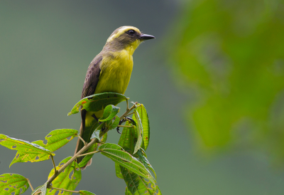 <i class='fa fa-user'></i> charlysax |   Geelringtiran  <i class='fa fa-eye'> 155</i>  <i class='fa fa-thumbs-up'> 2</i>   <i class='fa fa-comment-o'> 7</i>