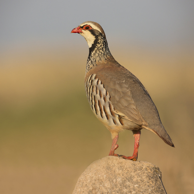 <i class='fa fa-user'></i> Luc Meert |   Rode Patrijs  <i class='fa fa-eye'> 350</i>  <i class='fa fa-thumbs-up'> 21</i>   <i class='fa fa-comment-o'> 14</i>