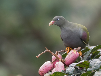 <i class='fa fa-user'></i> Paul van Giersbergen |   So-Tompapegaaiduif  <i class='fa fa-eye'> 232</i>  <i class='fa fa-thumbs-up'> 17</i>   <i class='fa fa-comment-o'> 11</i>