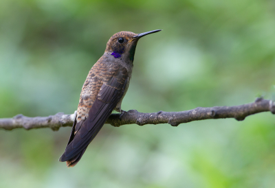 <i class='fa fa-user'></i> charlysax |   Bruine Violetoorkolibrie  <i class='fa fa-eye'> 201</i>  <i class='fa fa-thumbs-up'> 3</i>   <i class='fa fa-comment-o'> 5</i>