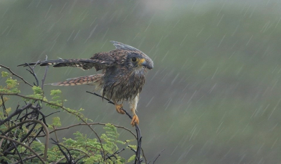 <i class='fa fa-user'></i> ErikNeuteboom |   Amerikaanse Torenvalk  <i class='fa fa-eye'> 315</i>  <i class='fa fa-thumbs-up'> 15</i>   <i class='fa fa-comment-o'> 21</i>