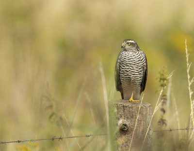 <i class='fa fa-user'></i> dreupiet |   Sperwer  <i class='fa fa-eye'> 349</i>  <i class='fa fa-thumbs-up'> 17</i>   <i class='fa fa-comment-o'> 14</i>