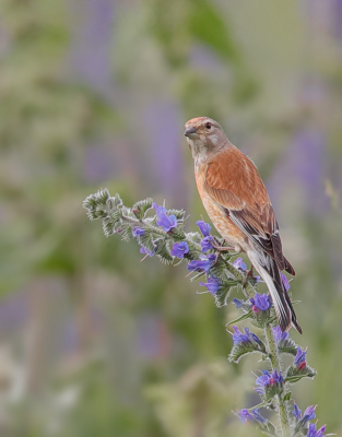 <i class='fa fa-user'></i> Ben Reitsma |   Kneu  <i class='fa fa-eye'> 251</i>  <i class='fa fa-thumbs-up'> 3</i>   <i class='fa fa-comment-o'> 7</i>