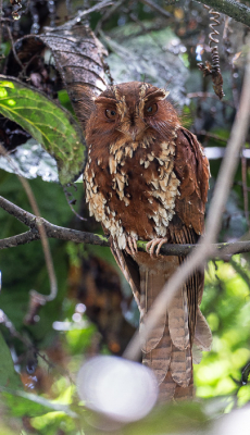 <i class='fa fa-user'></i> Arie G |   Rosse Dwergnachtzwaluw  <i class='fa fa-eye'> 263</i>   <i class='fa fa-comment-o'> 3</i>