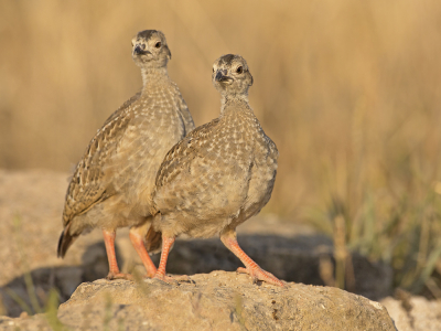 <i class='fa fa-user'></i> Luc Meert |   Rode Patrijs  <i class='fa fa-eye'> 310</i>  <i class='fa fa-thumbs-up'> 1</i>   <i class='fa fa-comment-o'> 8</i>
