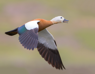 <i class='fa fa-user'></i> Alfred Berkhof |   Casarca  <i class='fa fa-eye'> 265</i>  <i class='fa fa-thumbs-up'> 8</i>   <i class='fa fa-comment-o'> 7</i>