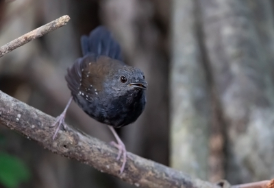 <i class='fa fa-user'></i> charlysax |   Zwartkeelmiervogel  <i class='fa fa-eye'> 125</i>  <i class='fa fa-thumbs-up'> 1</i>   <i class='fa fa-comment-o'> 0</i>