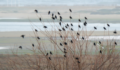 Vanuit ons appartement hadden we het zicht op een struik/ boom, nog zonder blad, waarin zich elke avond een groep kwetterende spreeuwen verzamelde.
In de verte bovenin de oceaan, dan Ilha da Armona en daarna de lagune.