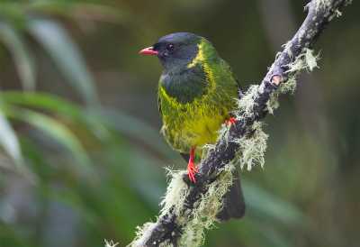 <i class='fa fa-user'></i> charlysax |   Groen-zwarte Cotinga  <i class='fa fa-eye'> 201</i>  <i class='fa fa-thumbs-up'> 17</i>   <i class='fa fa-comment-o'> 12</i>