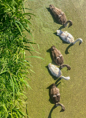 Voor deze opdracht gebruik gemaakt van de combinatie van aardse kleuren van de jonge zwanen in het kroost.