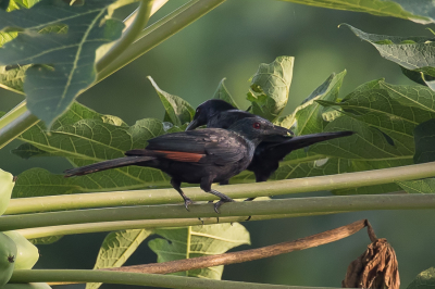 <i class='fa fa-user'></i> Paul van Giersbergen |   Kastanjevleugelspreeuw  <i class='fa fa-eye'> 125</i>   <i class='fa fa-comment-o'> 1</i>