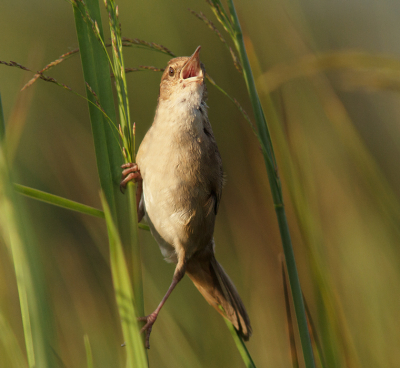 <i class='fa fa-user'></i> Kees Kroon |   Snor  <i class='fa fa-eye'> 241</i>  <i class='fa fa-thumbs-up'> 8</i>   <i class='fa fa-comment-o'> 9</i>