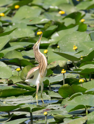 In Itali een bijzondere gedragswaarneming gezien bij de ralreiger. Hoewel de andere ralreigers hun prooi beneden in het water zochten en vonden, was dit exemplaar voortdurend op libellen aan het jagen. Geen perfecte foto, maar wel het meest exemplarisch uit mijn serie, omdat de libel mooi zichtbaar is bij heel gefocuste reiger. Regelmatig sprong de vogel echt een stukje de lucht in om een libel te snaaien. Meestal raak! 

Groet! Martijn