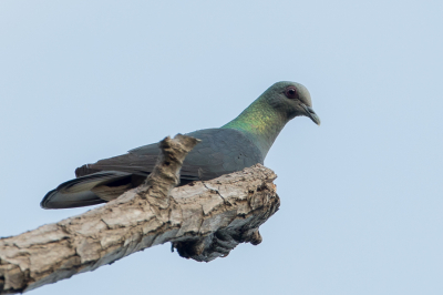 <i class='fa fa-user'></i> Paul van Giersbergen |   So-Tombronsnekduif  <i class='fa fa-eye'> 125</i>   <i class='fa fa-comment-o'> 1</i>