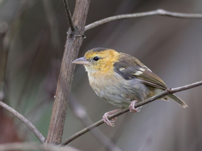 <i class='fa fa-user'></i> Paul van Giersbergen |   So-Tomwever  <i class='fa fa-eye'> 132</i>   <i class='fa fa-comment-o'> 2</i>