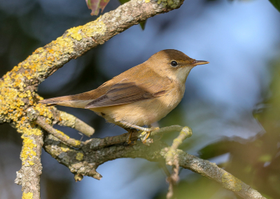 <i class='fa fa-user'></i> loek van de Leur |   Bosrietzanger  <i class='fa fa-eye'> 164</i>   <i class='fa fa-comment-o'> 0</i>