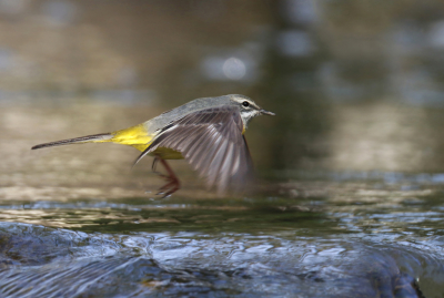 <i class='fa fa-user'></i> Gejo Wassink |   Grote Gele Kwikstaart  <i class='fa fa-eye'> 191</i>   <i class='fa fa-comment-o'> 2</i>