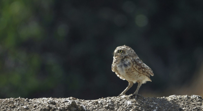 Foto's maken van deze prachtige maar zwaar bedreigde uilen (sterke toename van wegen - en huizenbouw, toerisme en exotische ontsnapte slangen) is een opwindende en vaak ook komische belevenis (alle kanten opdraaien van hun kop, koddige loopjes, enorme nieuwsgierigheid). Maar het bewerken van deze foto voor BP bleek ook erg interessant, vanwege de uitdaging om een balans te vinden in de belichting, en om creatief te zijn in het formaat.