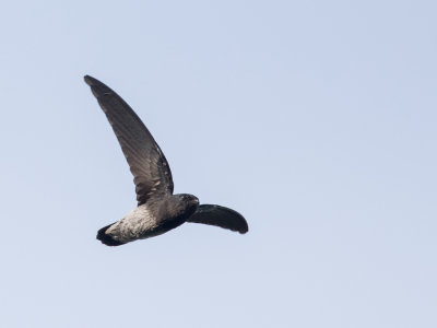 <i class='fa fa-user'></i> Paul van Giersbergen |   So-Tomgierzwaluw  <i class='fa fa-eye'> 260</i>   <i class='fa fa-comment-o'> 5</i>