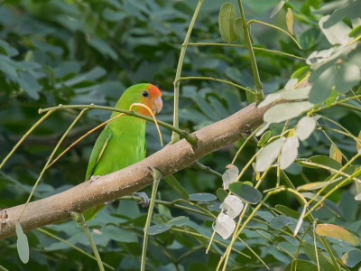 <i class='fa fa-user'></i> Paul van Giersbergen |   Roodmaskeragapornis  <i class='fa fa-eye'> 132</i>   <i class='fa fa-comment-o'> 1</i>