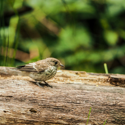 in was enige tijd geleden in een hut en kwam deze grauwe vliegenvanger voor mij zitten op het hout een mogelijkheid zoals ik zelden krijg dus heb de kans niet laten liggen op een foto er van te maken onder redelijke omstandigheden.