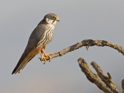 <i class='fa fa-user'></i> Luc Meert |   Boomvalk  <i class='fa fa-eye'> 437</i>  <i class='fa fa-thumbs-up'> 7</i>   <i class='fa fa-comment-o'> 9</i>