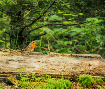 ik was in een bos gedeelte van drunen en zag de roodborst op hout zitten en heb er meteen een foto van gemaakt zo tref ik ze niet vaak.
