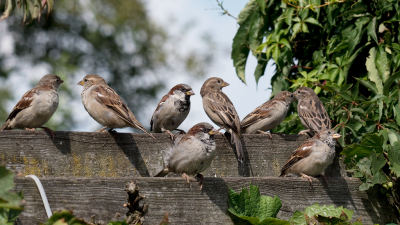 <i class='fa fa-user'></i> Ties Niehof |   Huismus  <i class='fa fa-eye'> 206</i>  <i class='fa fa-thumbs-up'> 1</i>   <i class='fa fa-comment-o'> 7</i>