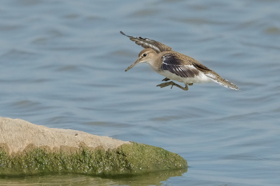 <i class='fa fa-user'></i> Harry Jamont |   Oeverloper  <i class='fa fa-eye'> 283</i>  <i class='fa fa-thumbs-up'> 6</i>   <i class='fa fa-comment-o'> 6</i>