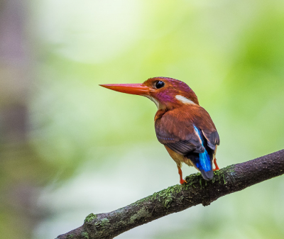 <i class='fa fa-user'></i> Arie G |   Sulawesidwergijsvogel  <i class='fa fa-eye'> 210</i>  <i class='fa fa-thumbs-up'> 6</i>   <i class='fa fa-comment-o'> 6</i>