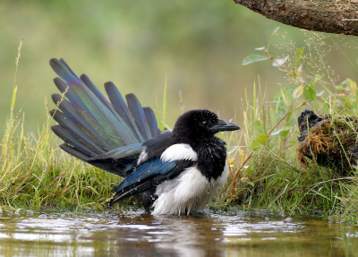 <i class='fa fa-user'></i> Ido |   Ekster  <i class='fa fa-eye'> 308</i>  <i class='fa fa-thumbs-up'> 17</i>   <i class='fa fa-comment-o'> 15</i>