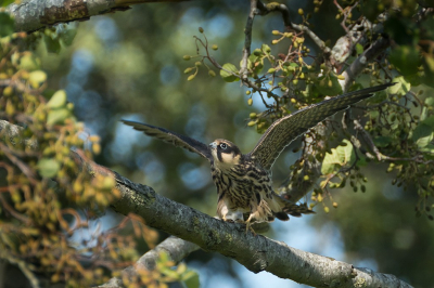 <i class='fa fa-user'></i> Gert-Jan Cromwijk |   Boomvalk  <i class='fa fa-eye'> 260</i>  <i class='fa fa-thumbs-up'> 3</i>   <i class='fa fa-comment-o'> 4</i>