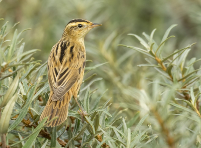 <i class='fa fa-user'></i> gerti63 |   Waterrietzanger  <i class='fa fa-eye'> 498</i>  <i class='fa fa-thumbs-up'> 9</i>   <i class='fa fa-comment-o'> 6</i>